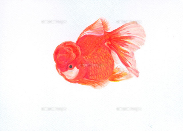 金魚 高頭パール[20041000109]の写真・イラスト素材｜アマナイメージズ