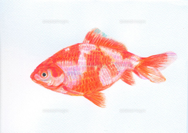 金魚 桜和金[20041000116]の写真・イラスト素材｜アマナイメージズ