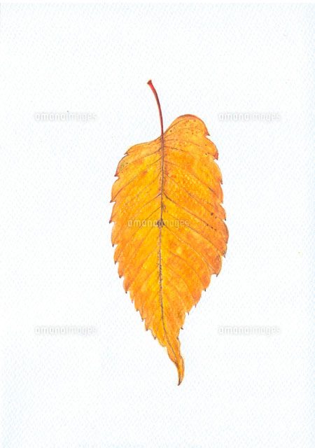 けやきの落葉 の写真素材 イラスト素材 アマナイメージズ