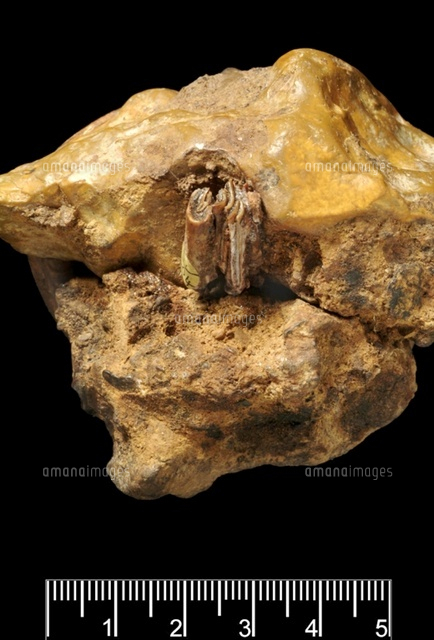 化石　C-31 化石 C-31 【公式通販】