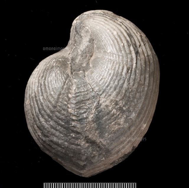 Kirkidium[20047001226]の写真素材・イラスト素材｜アマナイメージズ