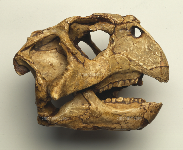 プシッタコサウルスの頭骨 白亜紀前期[20047001571]の写真・イラスト