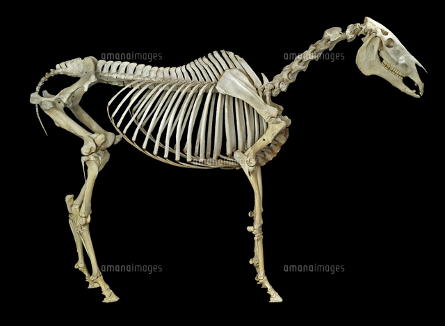 ウマの骨格[20047001578]の写真・イラスト素材｜アマナイメージズ