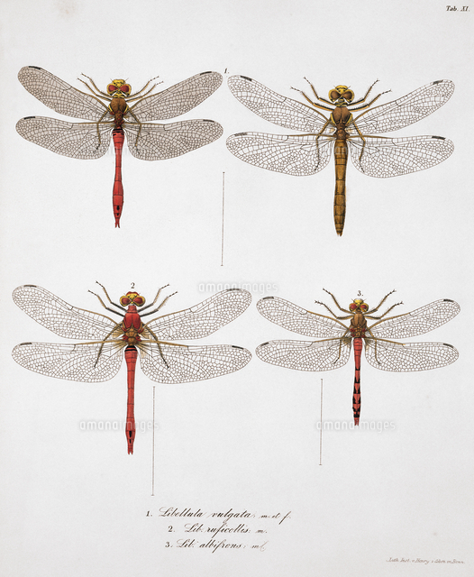 トンボのイラスト 1840年 Libellulinae Europaeae Toussint De Charpentier の写真素材 イラスト素材 アマナイメージズ