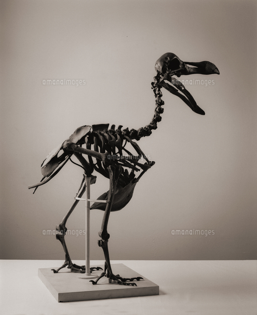 ドードーの骨格 絶滅種[20047001730]の写真・イラスト素材｜アマナ