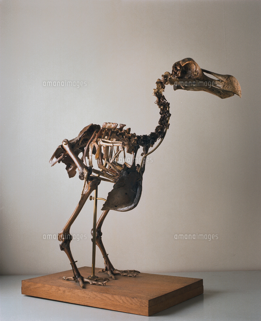ドードーの骨格 絶滅種[20047001731]の写真・イラスト素材｜アマナ