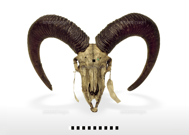 ヒツジ ウリアルの亜種 の頭骨 の写真素材 イラスト素材 アマナイメージズ