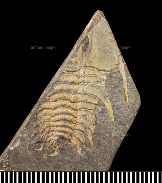 オレネルス 三葉虫 カンブリア紀 化石[20047001903]の写真・イラスト