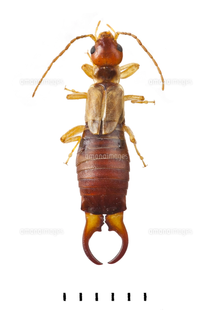 ヨーロッパミヤマクワガタ 標本 ヨーロッパミヤマクワガタ ♂ 約75mm標本 イタリア産 - メルカリ
