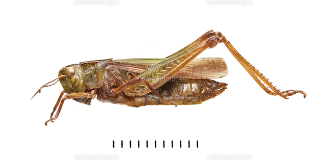 グリーンバッタ 標本 の写真素材 イラスト素材 アマナイメージズ