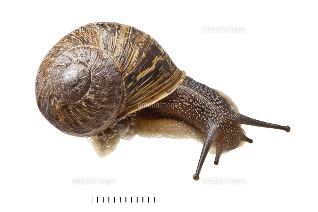 ヒメリンゴマイマイ 標本[20047002063]の写真・イラスト素材｜アマナ