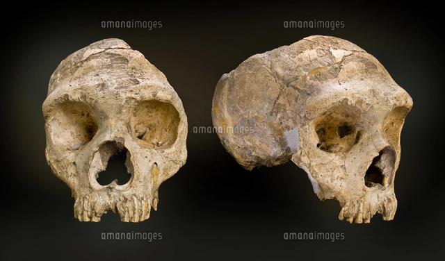 ネアンデルタール人の頭蓋骨 成人女性[20047002153]の写真・イラスト