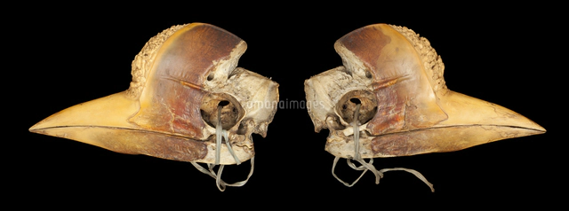 オナガサイチョウの頭骨の彫刻[20047002212]の写真・イラスト素材