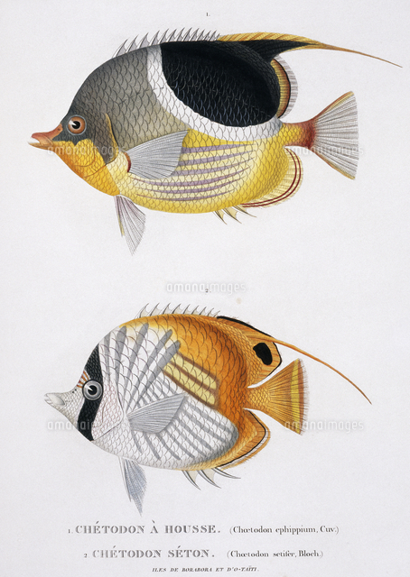 セグロチョウチョウウオ の写真素材 イラスト素材 アマナイメージズ