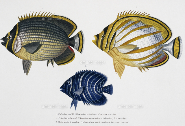 チョウチョウウオの仲間 の写真素材 イラスト素材 アマナイメージズ