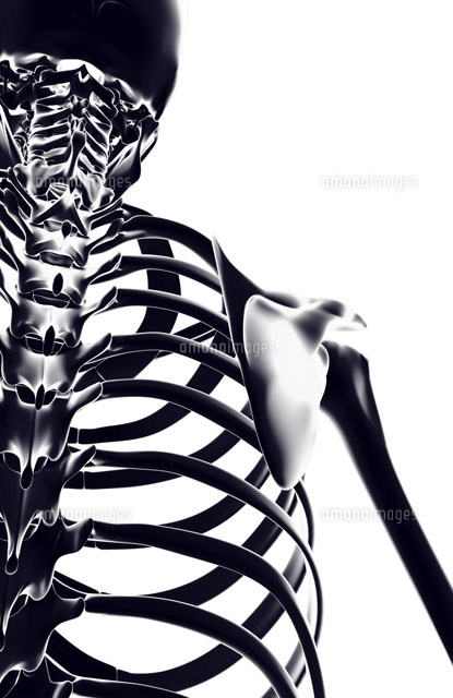 The Bones Of The Neck 95 の写真素材 イラスト素材 アマナイメージズ