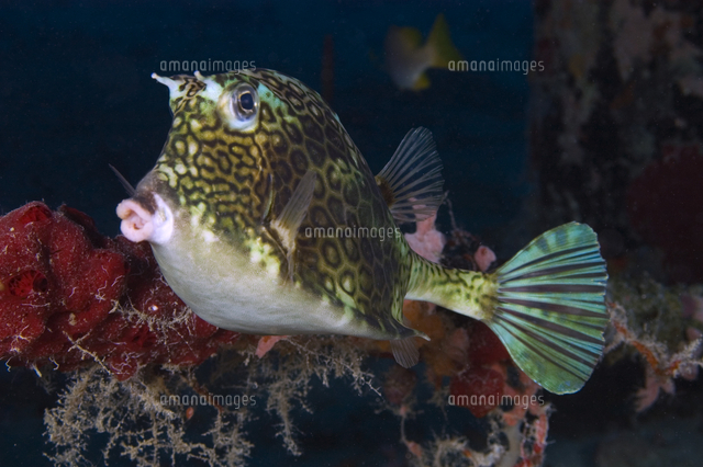 ハコフグの仲間 の写真素材 イラスト素材 アマナイメージズ