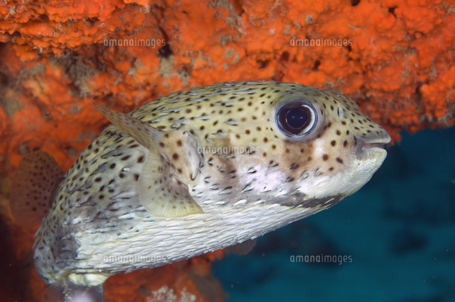 ネズミフグ の写真素材 イラスト素材 アマナイメージズ