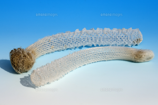 カイロウドウケツ[20057000954]の写真・イラスト素材｜アマナイメージズ