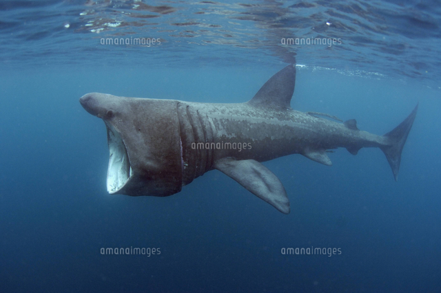 ウバザメ の写真素材 イラスト素材 アマナイメージズ