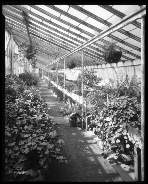 Greenhouses at Jackson Heights.[20059000778]の写真素材・イラスト素材｜アマナイメージズ