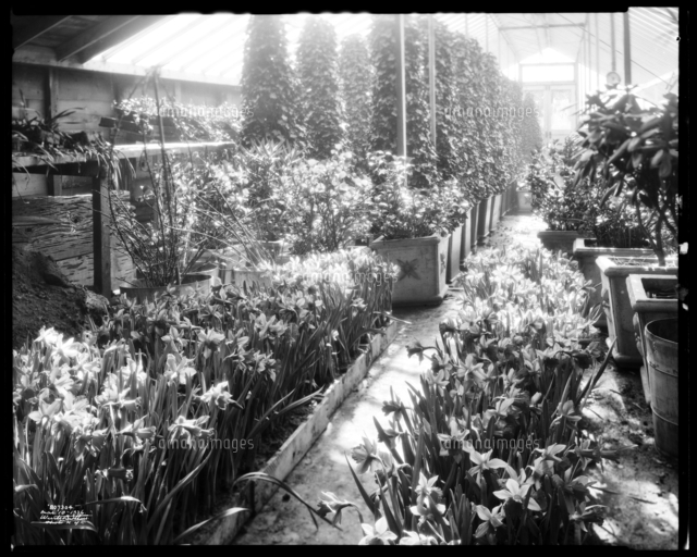 Greenhouses at Jackson Heights.[20059000781]の写真素材・イラスト素材｜アマナイメージズ