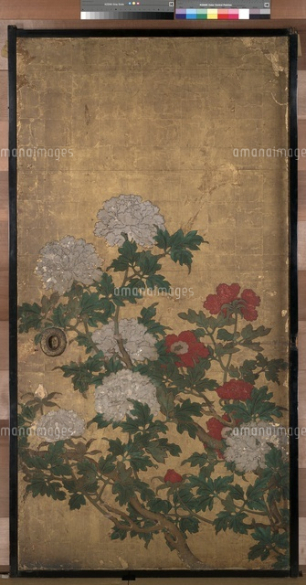 牡丹図[20061000358]の写真・イラスト素材｜アマナイメージズ