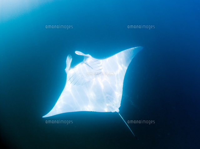 Male manta ray with almost pure white ventral surface, may be a