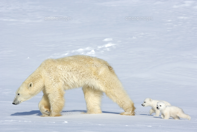 Polar Bear Ursus Maritimus Mother With Twin Cubs Wapusk National Park Churchill Hudson Bay Man の写真素材 イラスト素材 アマナイメージズ