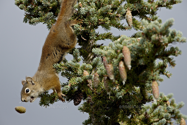 Red Squirrel Spruce Squirrel Tamiasciurus Hudsonicus Denali National Park And Preserve Alaska の写真素材 イラスト素材 アマナイメージズ