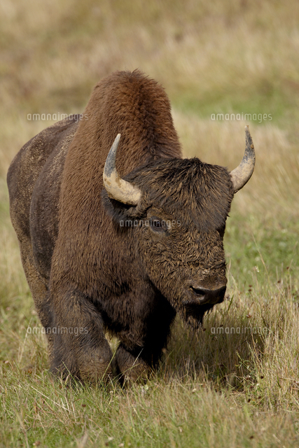 Male Wood Bison Wood Buffalo Bison Bison Athabascae Alaska Highway British Columbia Canada N の写真素材 イラスト素材 アマナイメージズ