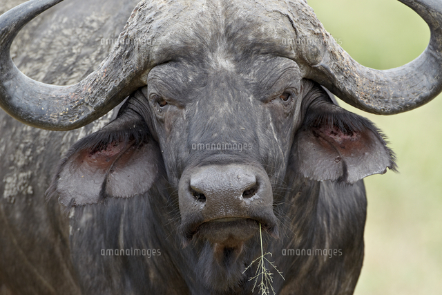 Cape Buffalo African Buffalo Syncerus Caffer Bull Imfolozi Game Reserve South Africa Africa の写真素材 イラスト素材 アマナイメージズ