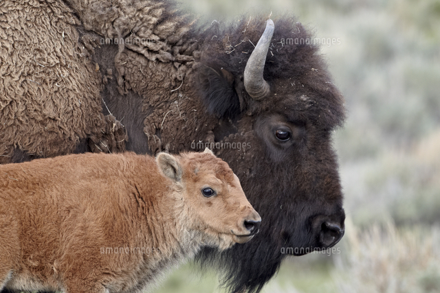 Bison Bison Bison Calf In Front Of Its Mother Yellowstone National Park Wyoming United States O の写真素材 イラスト素材 アマナイメージズ