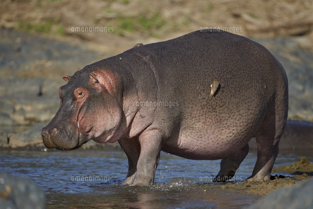 Hippopotamus Hippopotamus Amphibius In Shallow Water Serengeti National Park Tanzania East Afri の写真素材 イラスト素材 アマナイメージズ