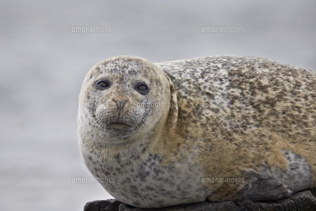 Harbor Seal Common Seal Phoca Vitulina Iceland Polar Regions の写真素材 イラスト素材 アマナイメージズ