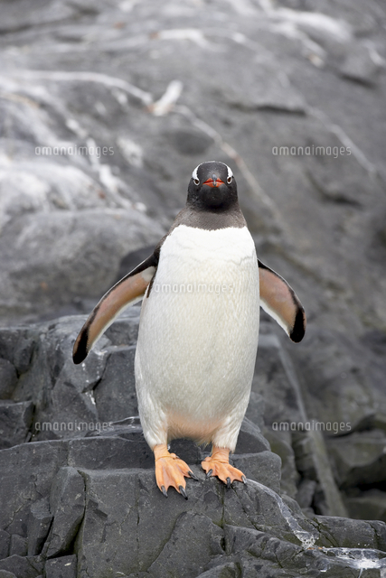 Gentoo penguin (Pygoscelis papua), Port Lockroy, Wiencke Island