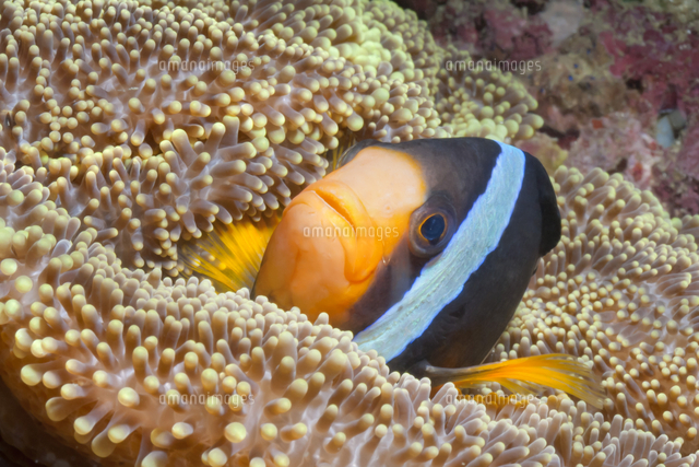 Clark's anemonefish (Amphiprion clarkii), Southern Thailand, Andaman ...