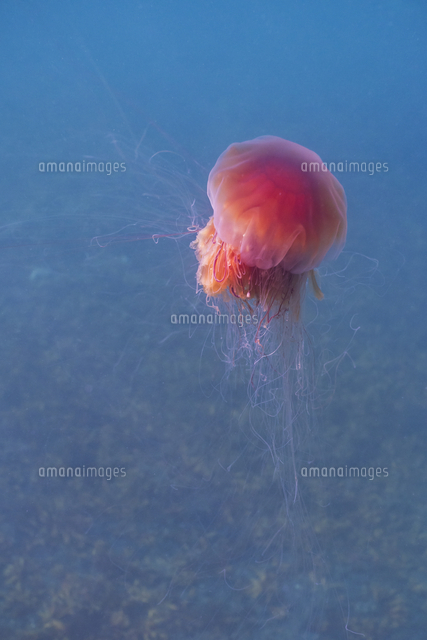 Lion S Mane Jellyfish Cyanea Capillata Prince William Sound Alaska United States Of America No の写真素材 イラスト素材 アマナイメージズ