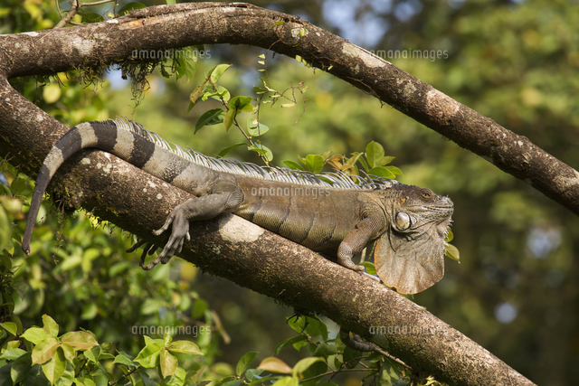 A Green Iguana Iguana Iguana Common Iguana American Iguana In The Jungle Of Costa Rica Centr の写真素材 イラスト素材 アマナイメージズ