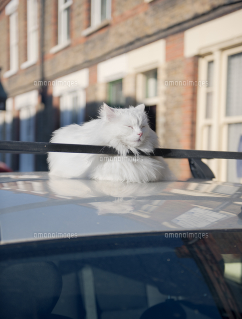 Fat Cat Dozing In The Sun On The Roof Of A Car United Kingdom Europe の写真素材 イラスト素材 アマナイメージズ
