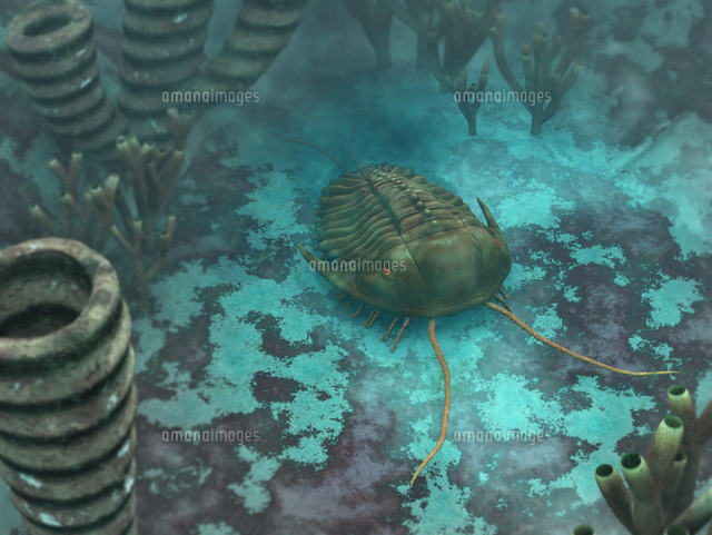 An Olenoides Trilobite Scurries Across A Middle Cambrian Ocean Floor の写真素材 イラスト素材 アマナイメージズ