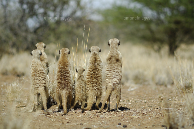 Meerkat Suricata Suricatta Rear View Of Group Standing On の写真素材 イラスト素材 アマナイメージズ