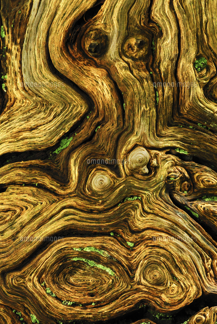 Detail Of Dead Wood From English Pendunculate Oak Tree Qu の写真素材 イラスト素材 アマナイメージズ