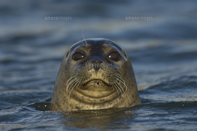 Common Harbour Seal Phoca Vitulina With Head Above Water Iceland June の写真素材 イラスト素材 アマナイメージズ