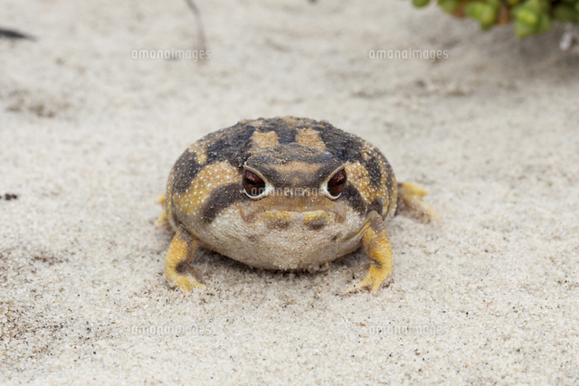 ナマカフクラガエル の写真素材 イラスト素材 アマナイメージズ