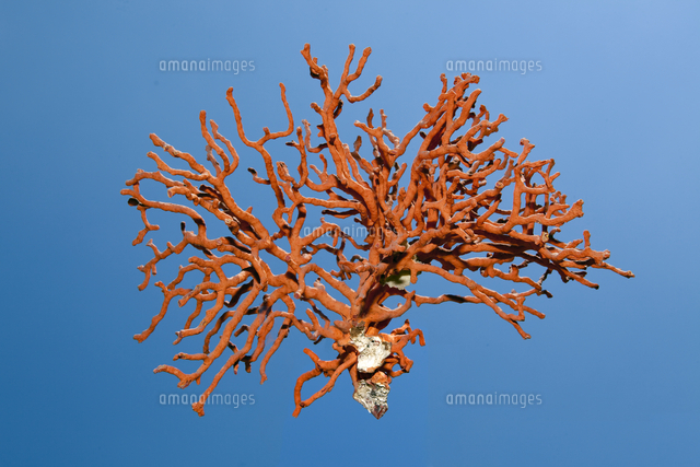 ベニサンゴ の写真素材 イラスト素材 アマナイメージズ