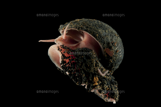 ウロコフネタマガイ 貝殻 貝殻 Melapium Elatum 深海の形 鉄の鎧 を身