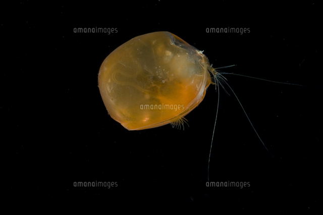 ウミホタルの仲間 の写真素材 イラスト素材 アマナイメージズ