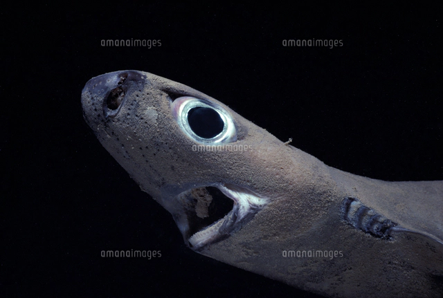 ツラナガコビトザメ属」の写真・イラスト素材｜アマナイメージズ