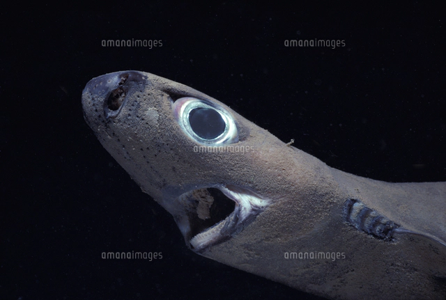 ツラナガコビトザメ属」の写真・イラスト素材｜アマナイメージズ